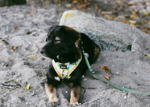 Top 5 Dog-Friendly Hikes in the Pacific Northwest